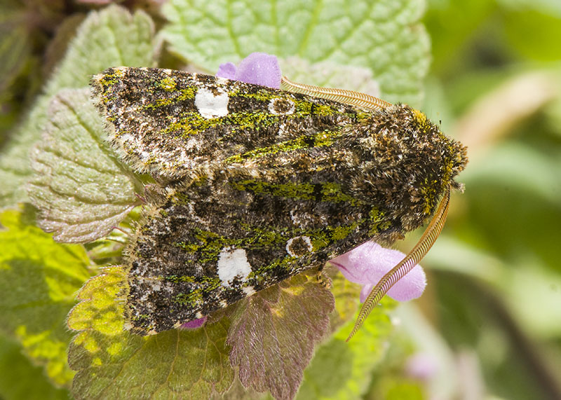 Valeria oleagina, Noctuidae